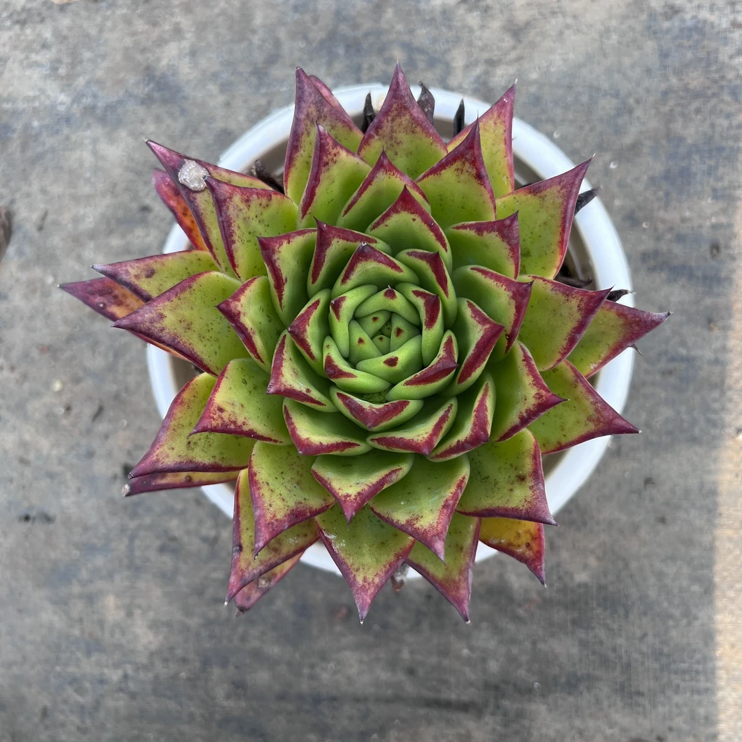 1王小二多肉口红12杯冠幅10-12厘米多肉植物带基地原盆原土发货