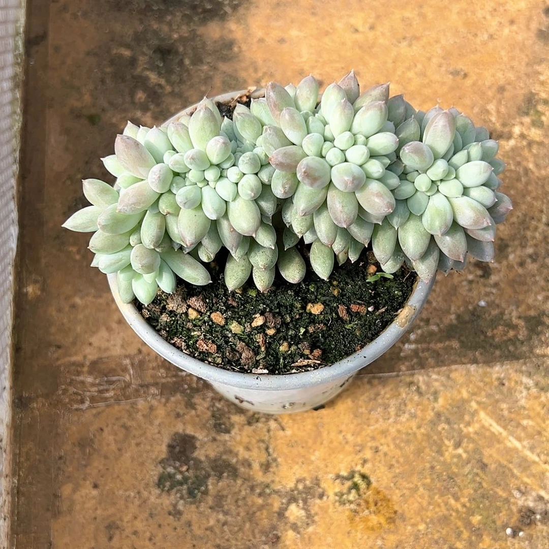 【闪购商品】所罗门缀