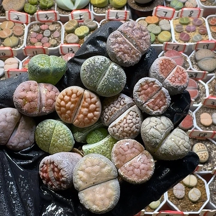 福利无售后2:：。在。 7号