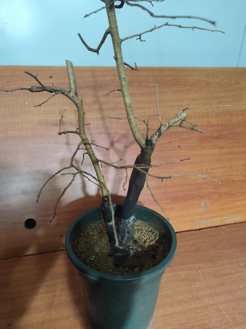 三年的熟桩老枒盆景桩