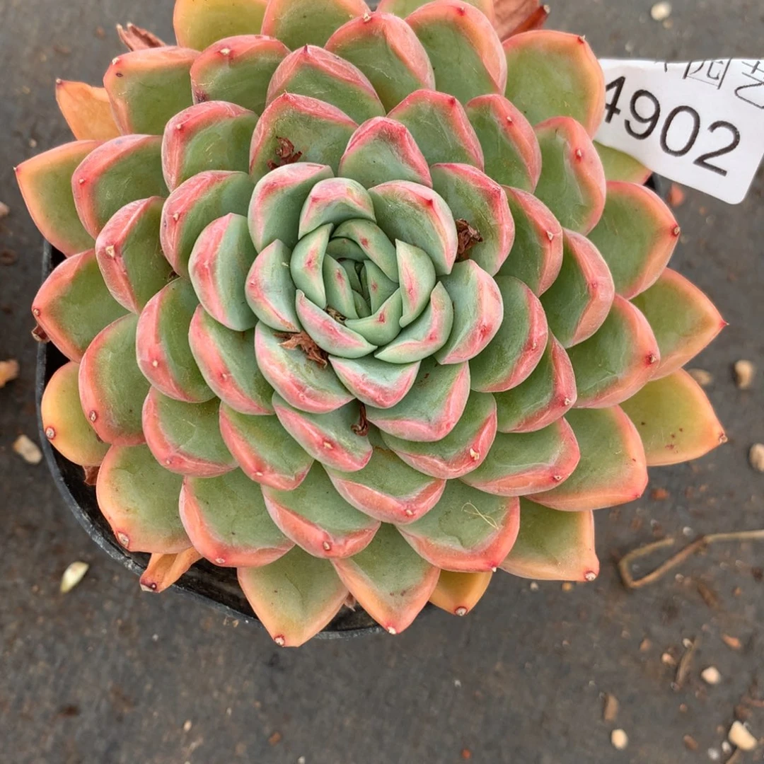 野**姐4902杂交精品基地9厘米