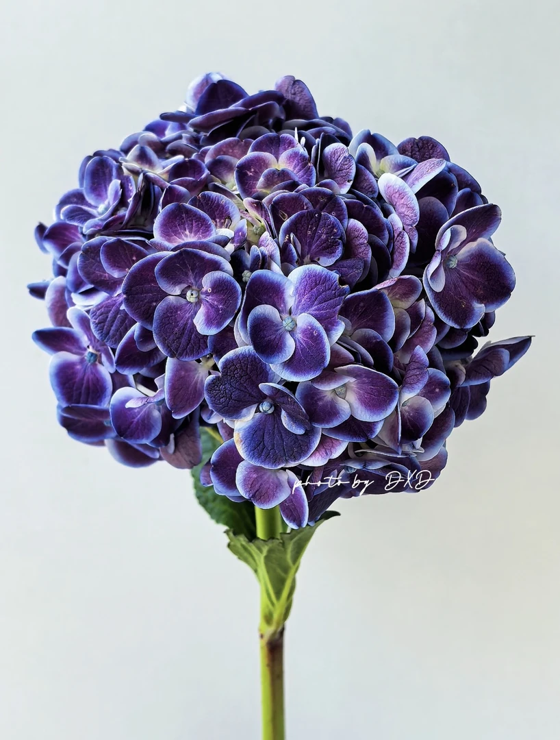 宇辰【5加仑蒂沃利绣球花】盆栽花卉基地直发 生苞生枝条发货