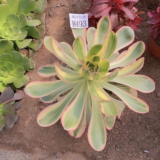 大*兜493燕子多肉植物