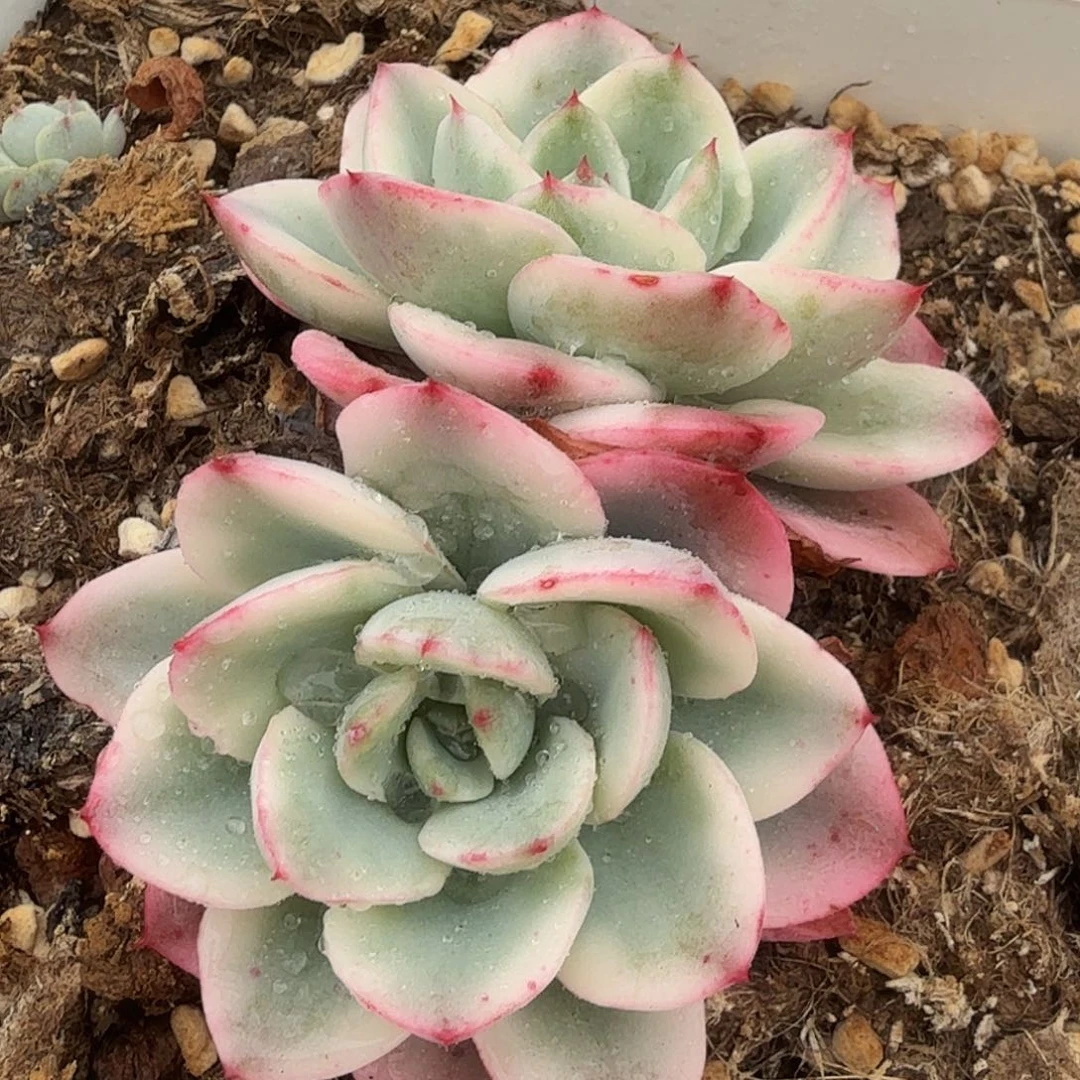 奶油黄桃锦，多肉植物