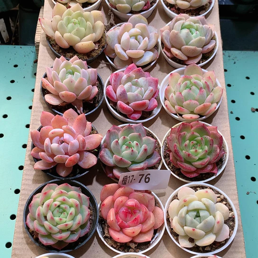 17-76一物一拍带盆18颗。