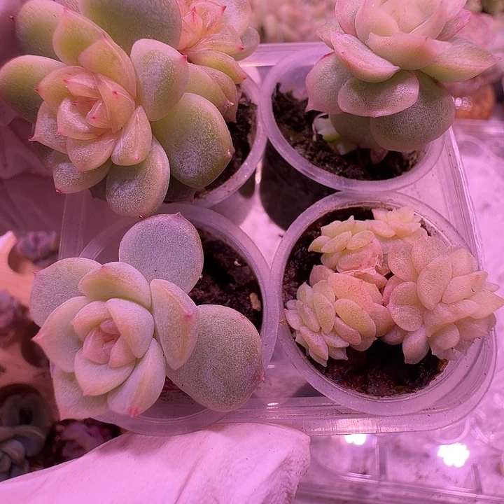 25号，星辰宫花水晶虾饺金樽清地方福利出