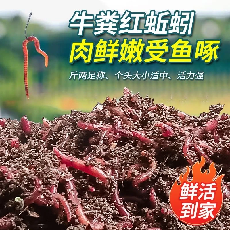 鲜活活饵适用于野钓黑坑钓鲫鱼鲤鱼的垂钓鱼野钓蚯蚓活饵包邮