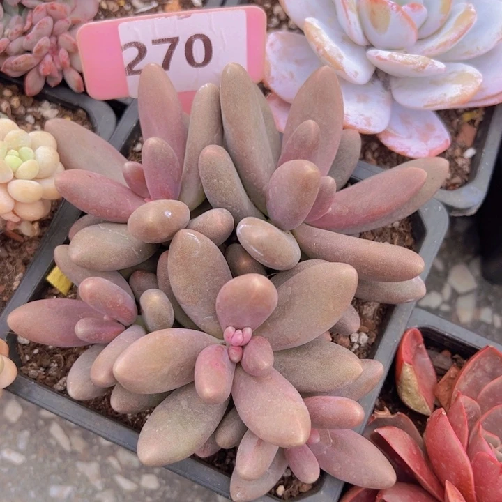 健健康康平平安安