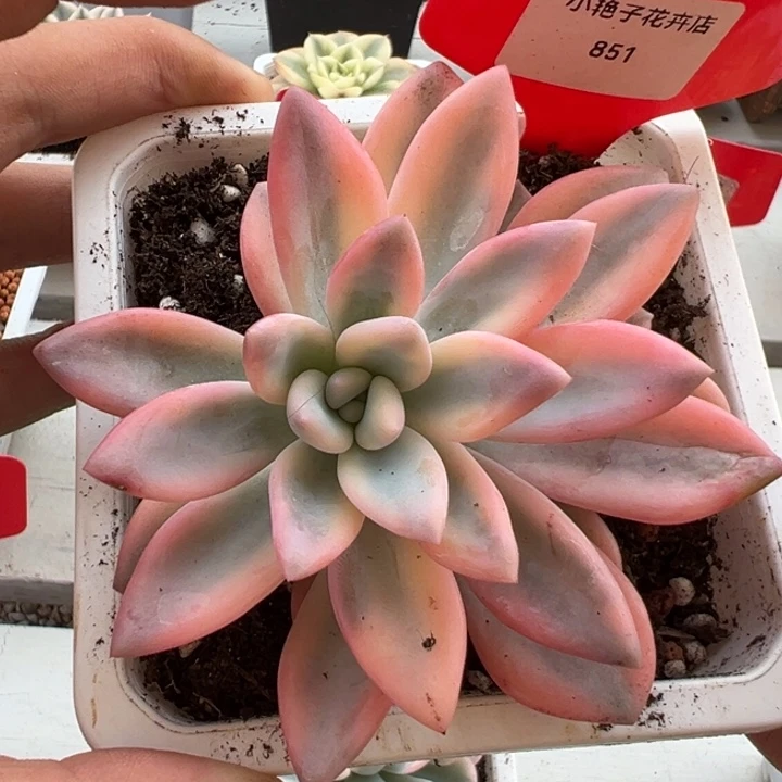 851号彩色奥普锦多肉植物