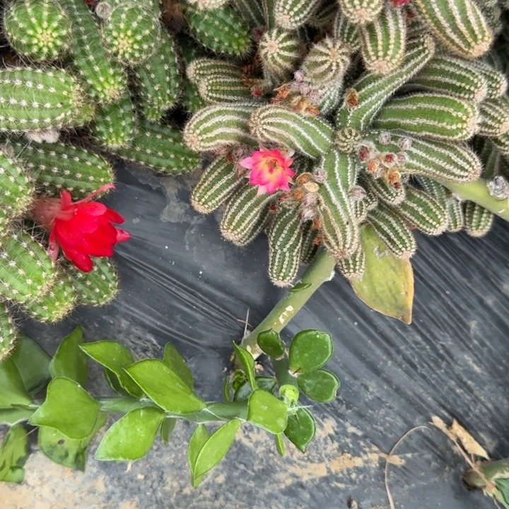 白檀仙人掌594群生1076