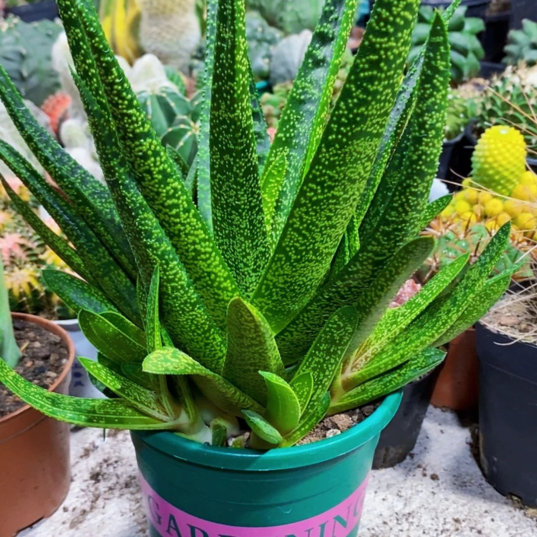 无花朵点点聚会1111111111111111个