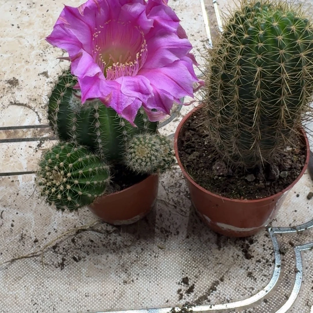 4***1无花朵彩草丽花哈哈哈哈哈哈哈哈哈