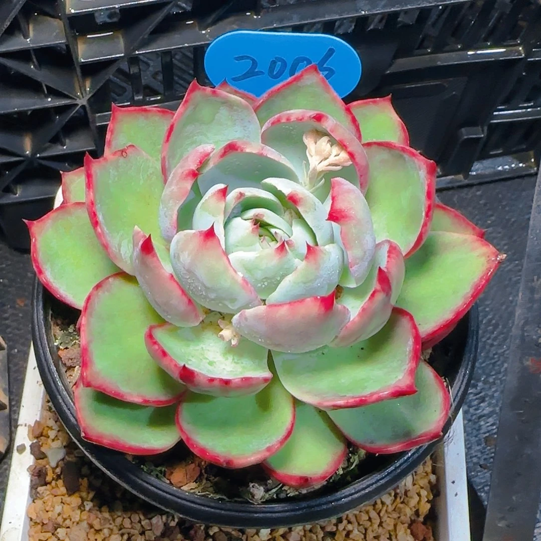 惊鸿仙子一物一拍2006号