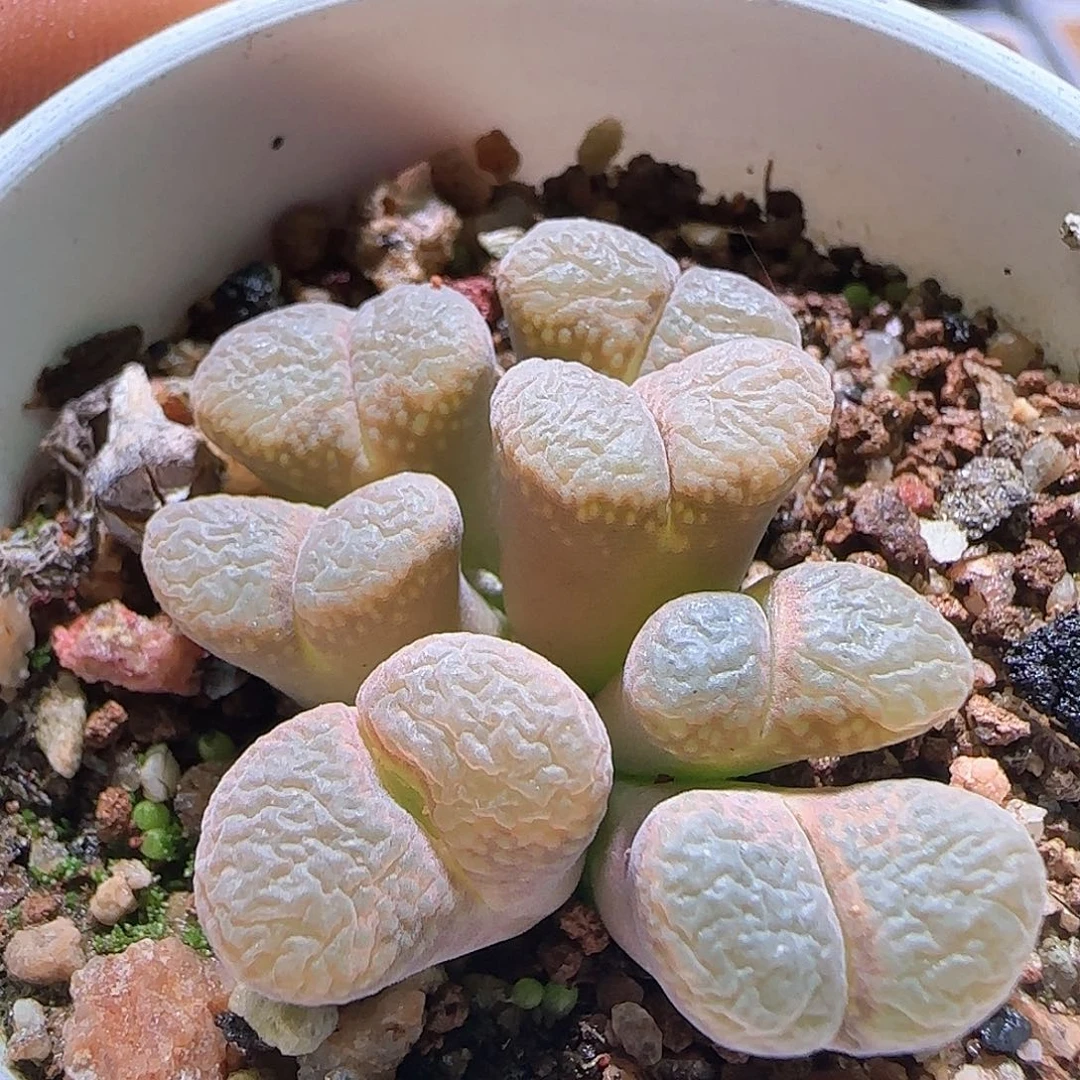 粉风铃。              547