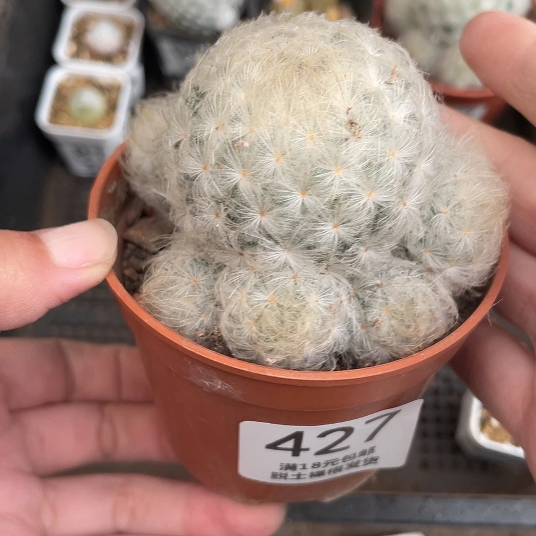 427白星（满18元包邮）