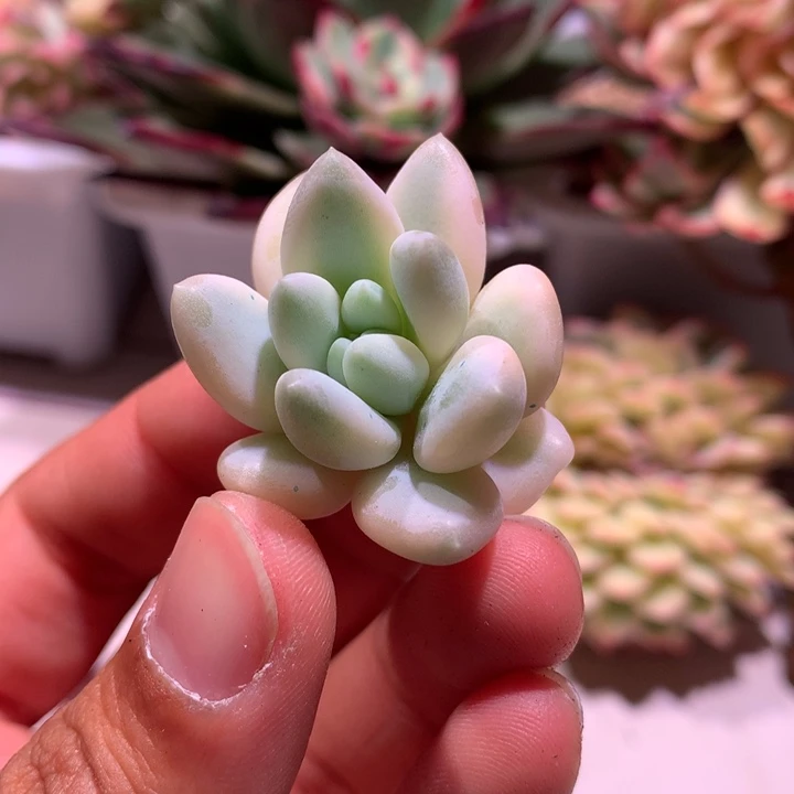 所罗门腹轮锦侧芽