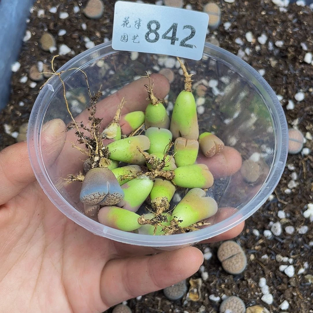 8420000000花花花花花去啊