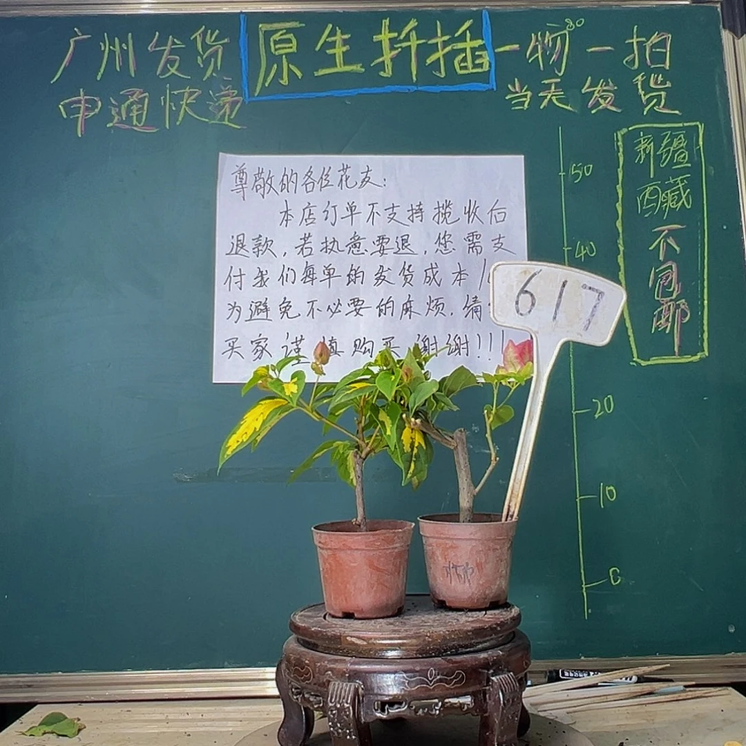 当前无花栽培后可以开花金心橙白掌中宝 椰子冰掌中宝617
