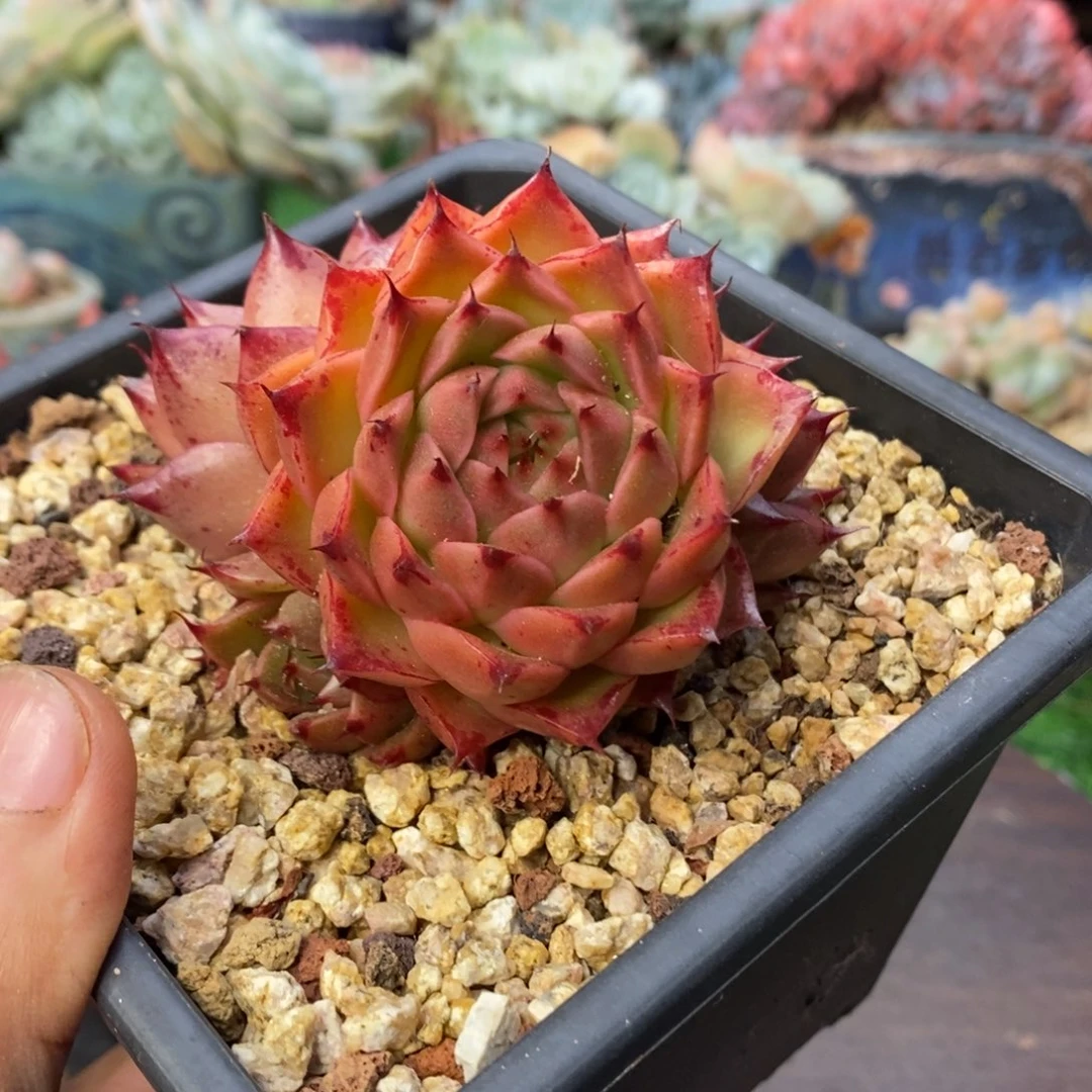 间谍群生无砍清棚
