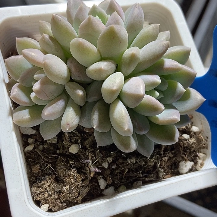 多肉植物奶糖791多肉