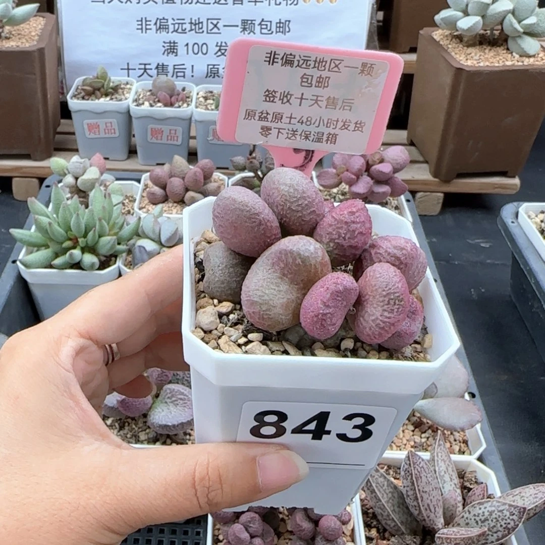 西*843红烧肉多肉植物
