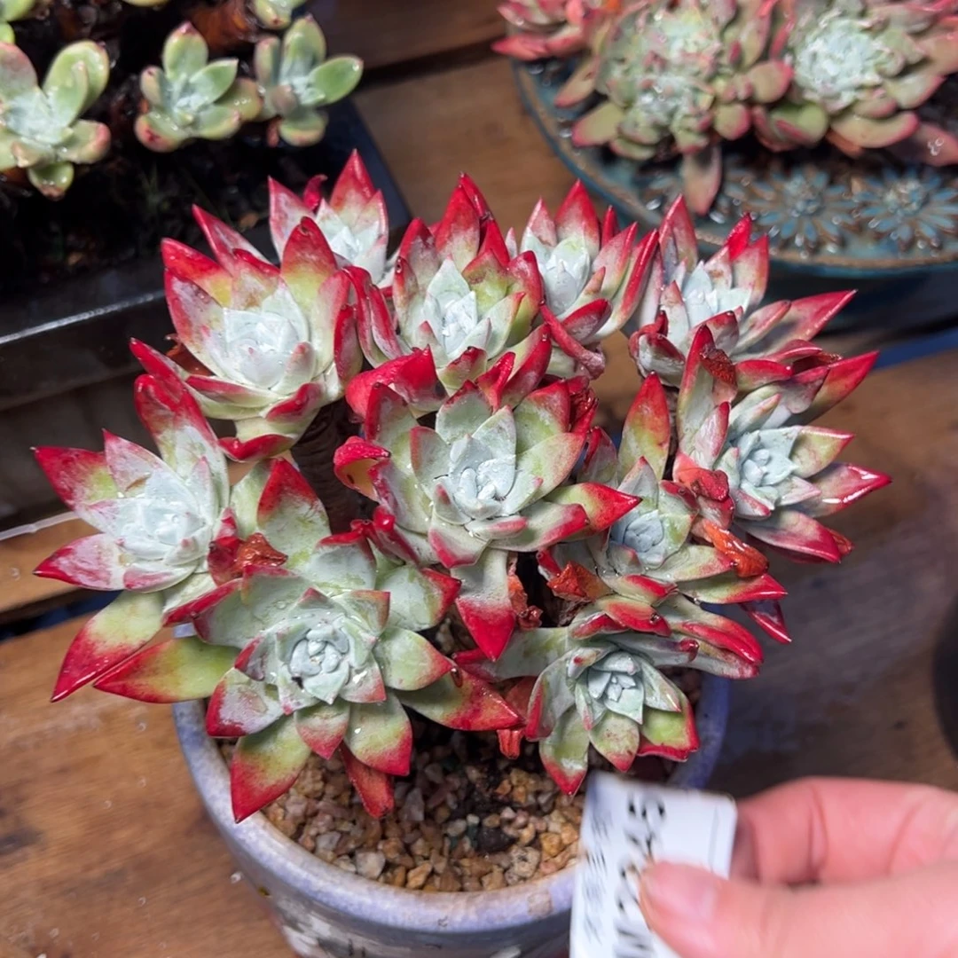 低***华2345哈哈哈哈哈哈哈哈