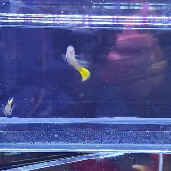 孔雀鱼24黄金玻璃猫C一对