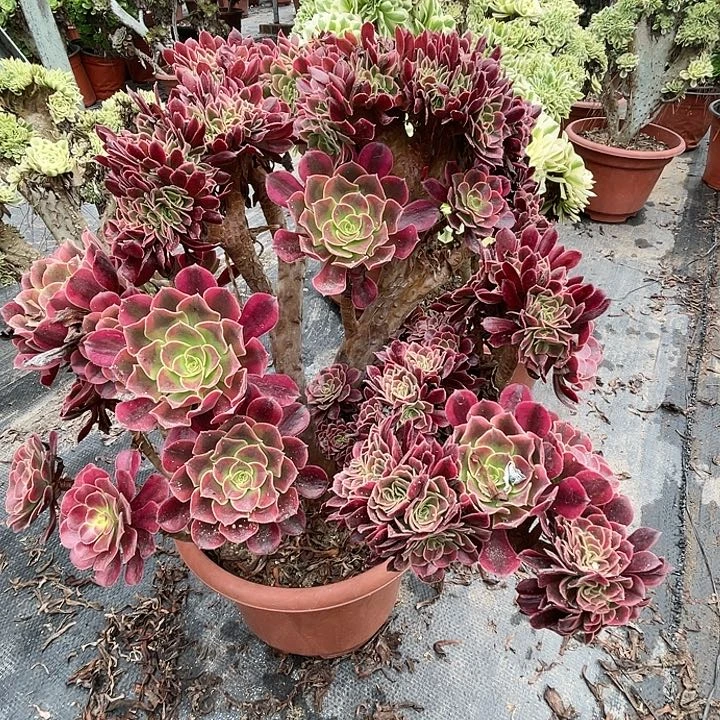 【闪购商品】全部花朵美杜莎