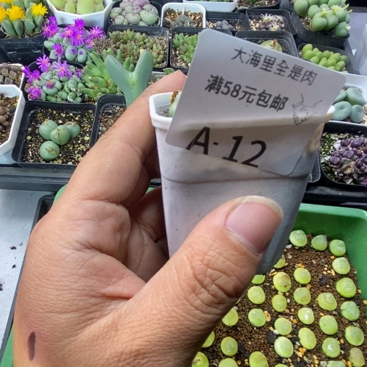 相***年5666699999999999988