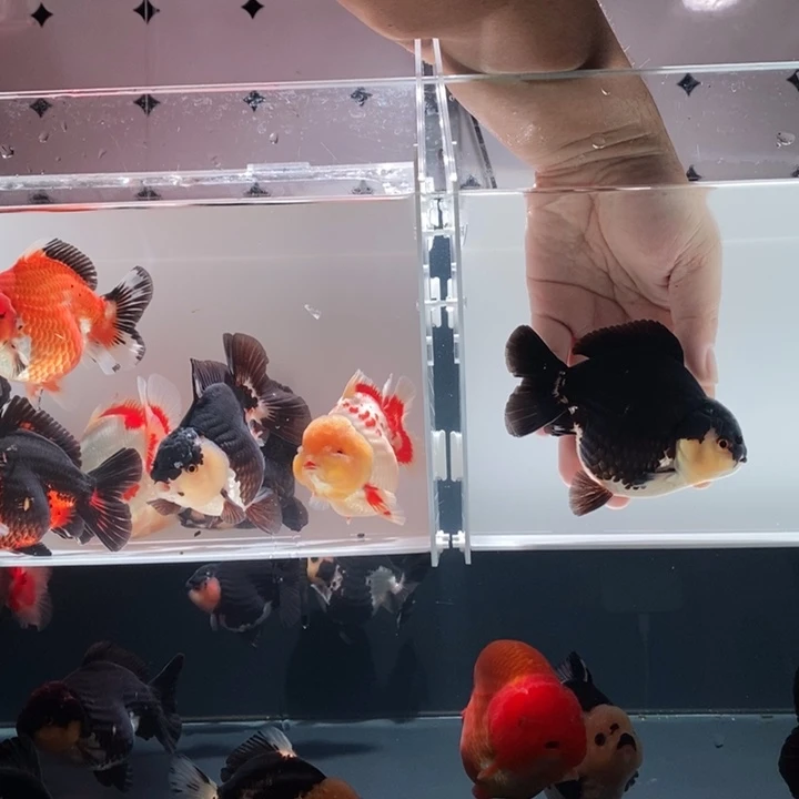 金鱼Cz黑顶黑袍小可爱