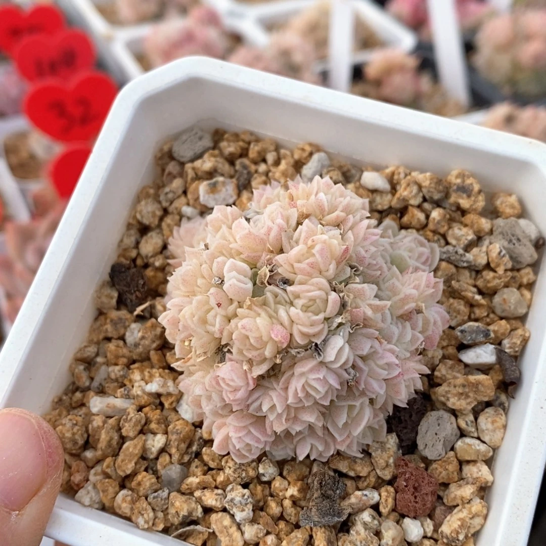 精品多肉一物一拍不包整70