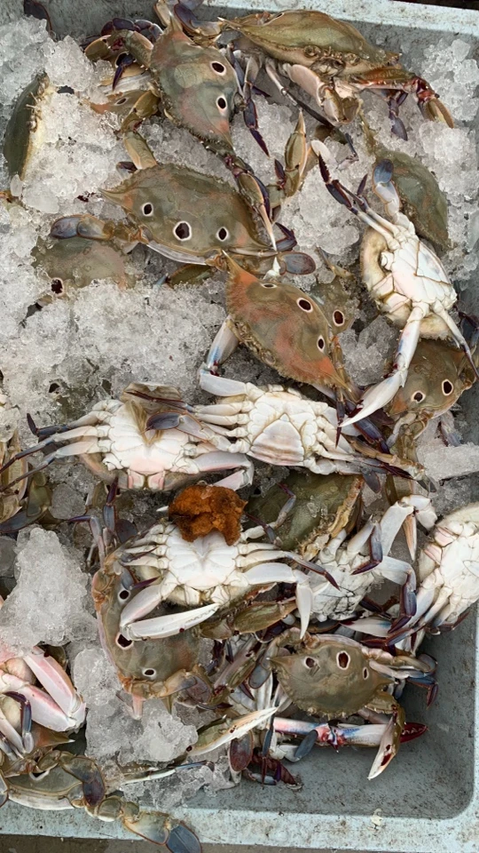 惠来神泉港 本港三目蟹母蟹3只一斤