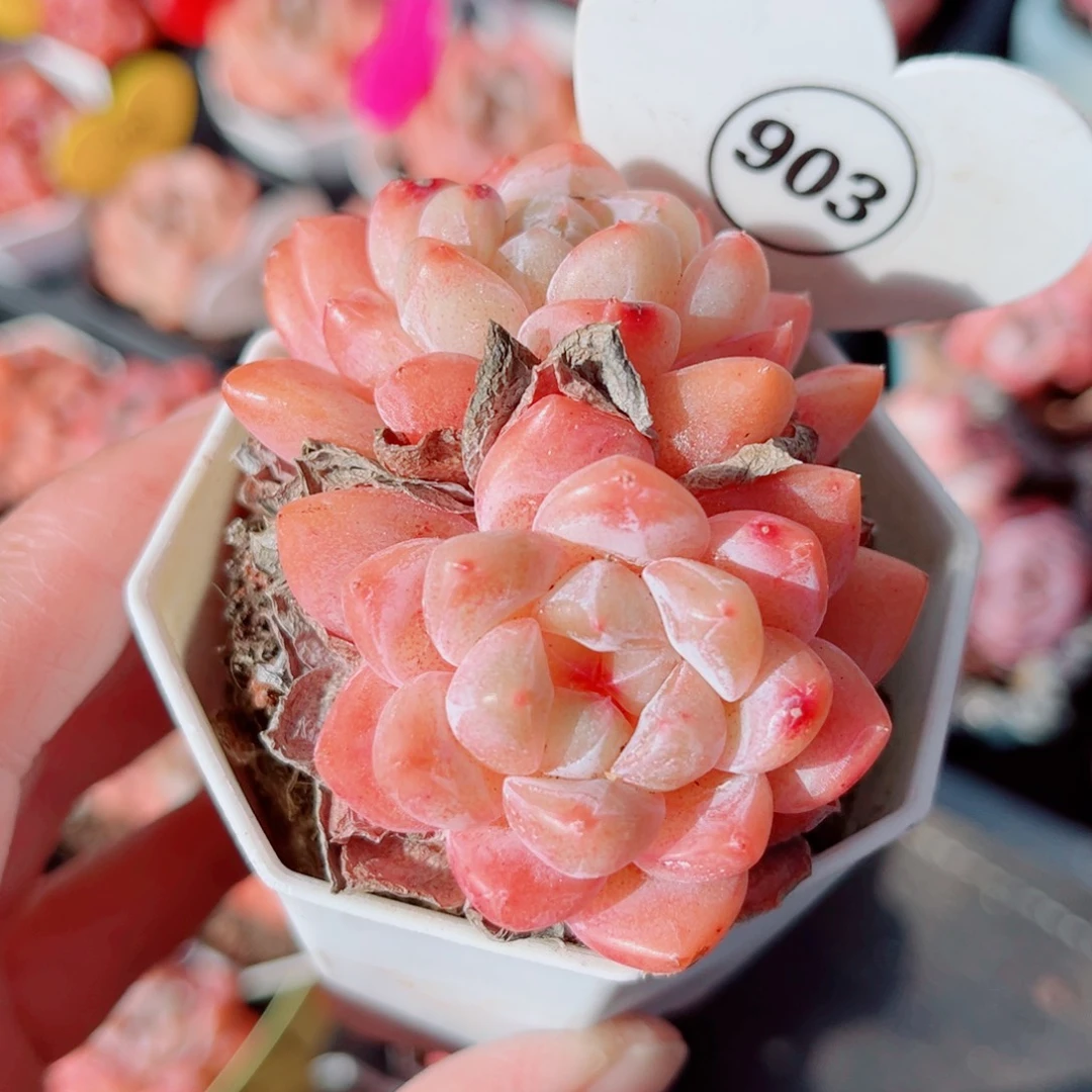 903号小老桩糖心双头