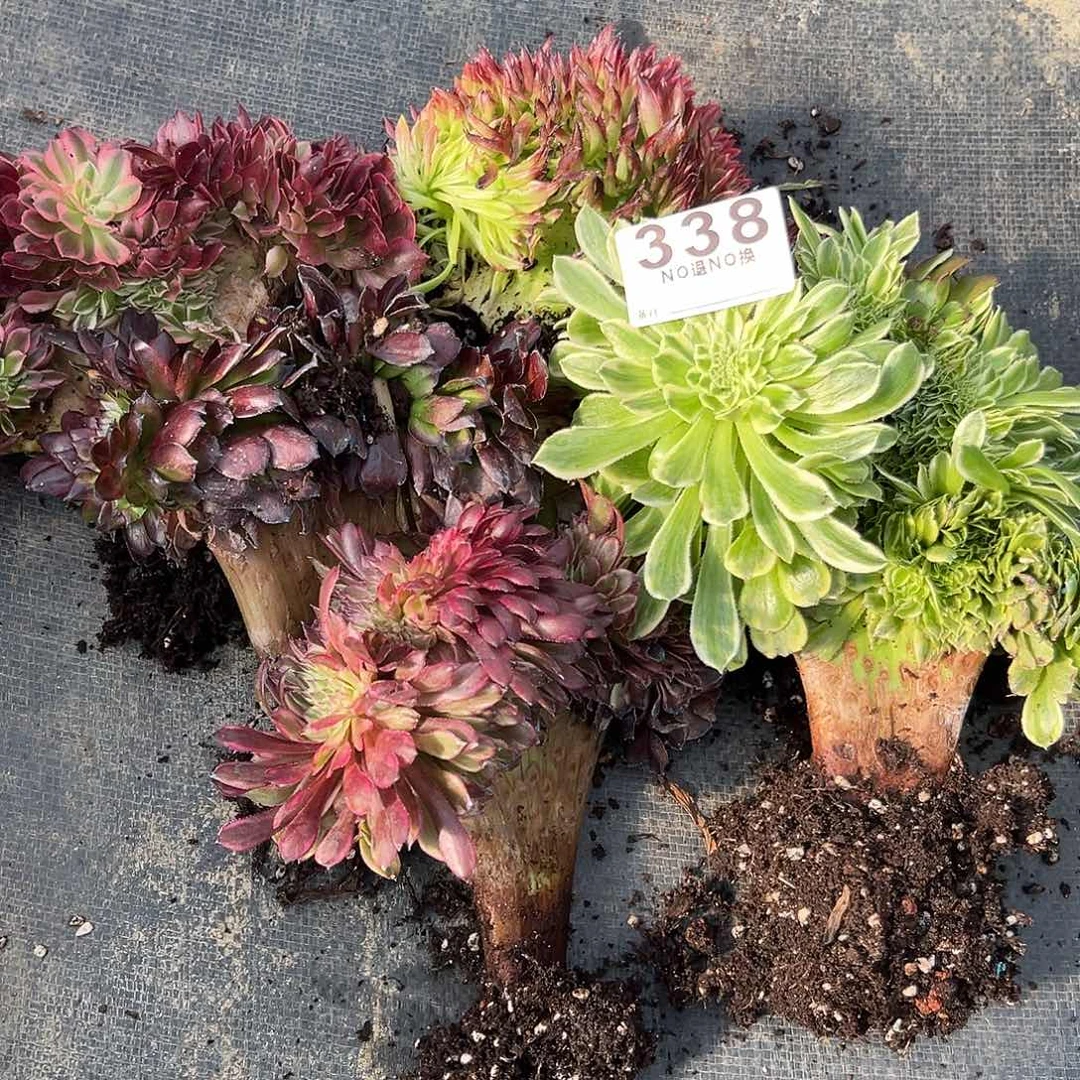 清*338多肉缀化一堆