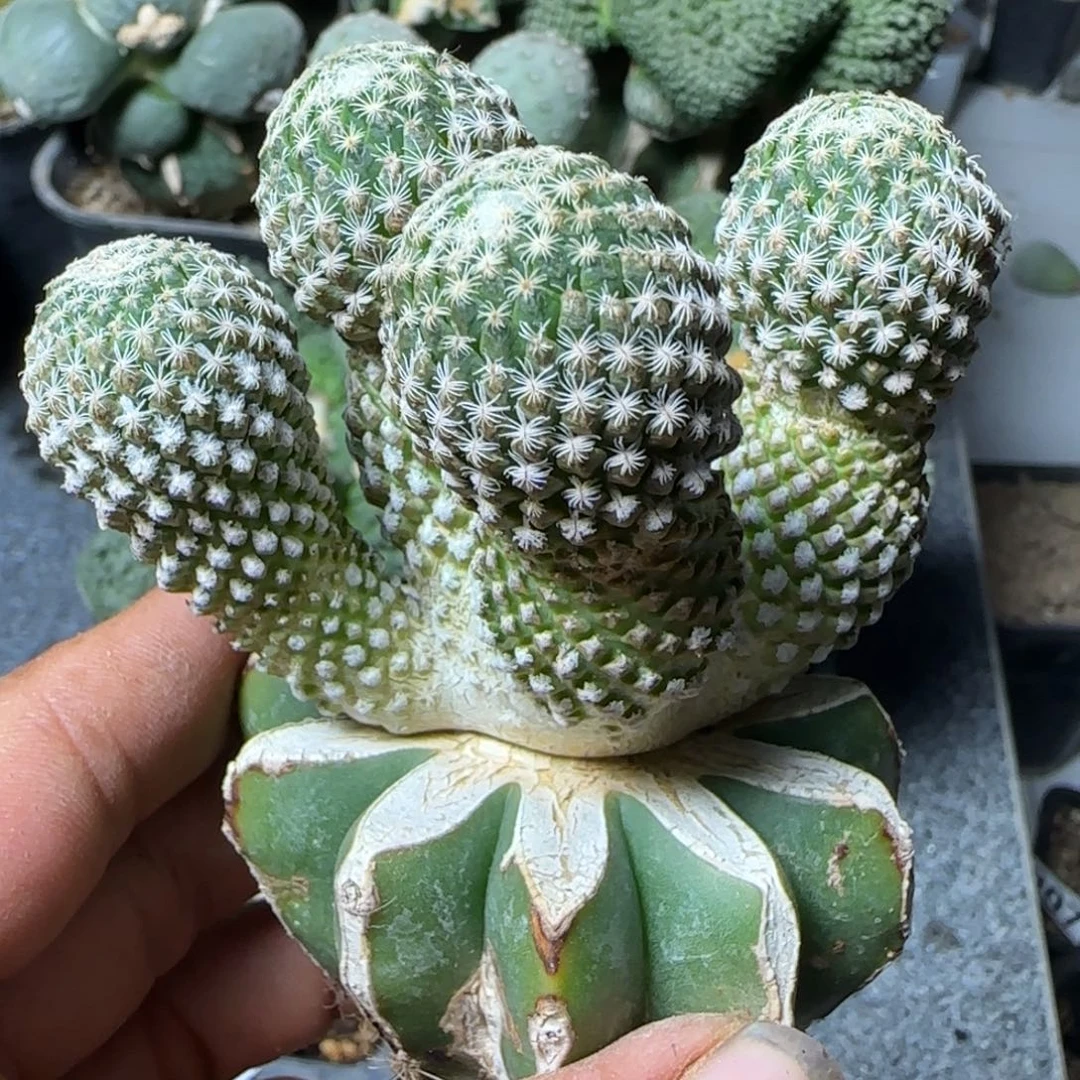 【闪购商品】无花朵苗接群头银牡丹