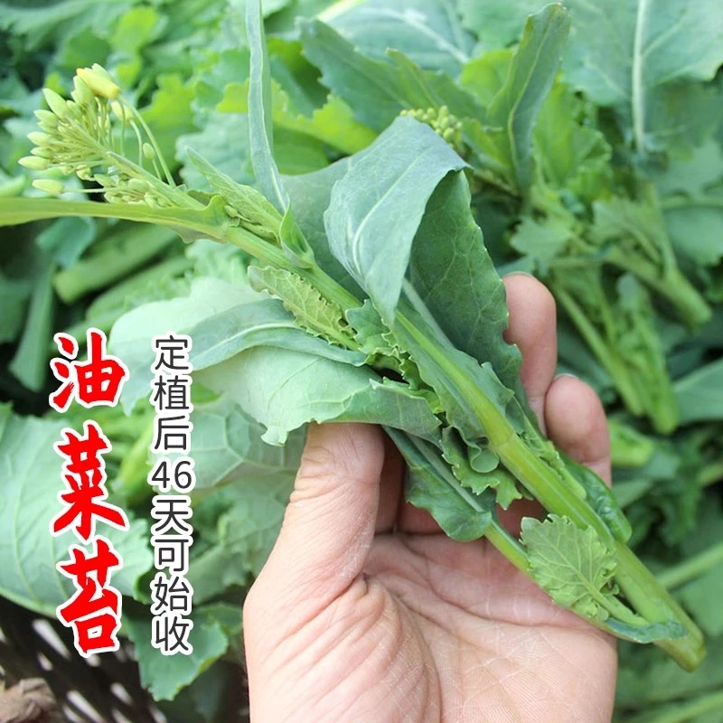 四季油菜苔种籽高产抗病菜苔种子春秋阳台盆栽菜心蔬菜孑抗寒易种