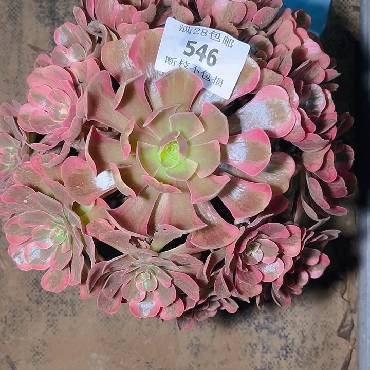 546凤冠爱神多肉植物保护