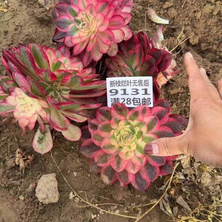 9131四个荔枝二号棚B