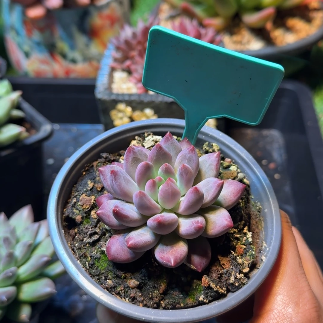 多肉植物钻石虞413