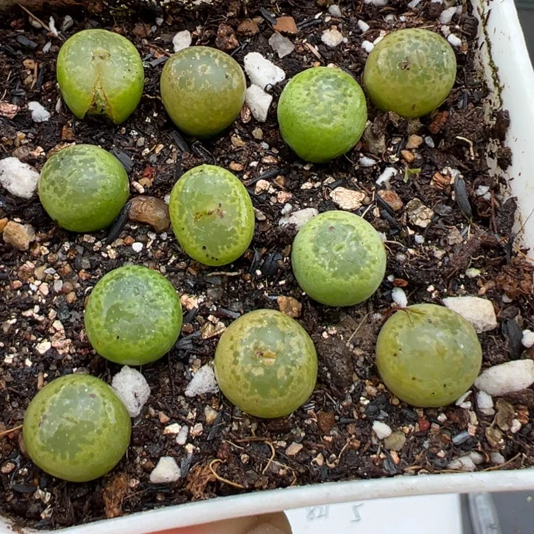 2.24好看的多肉脱土发货878