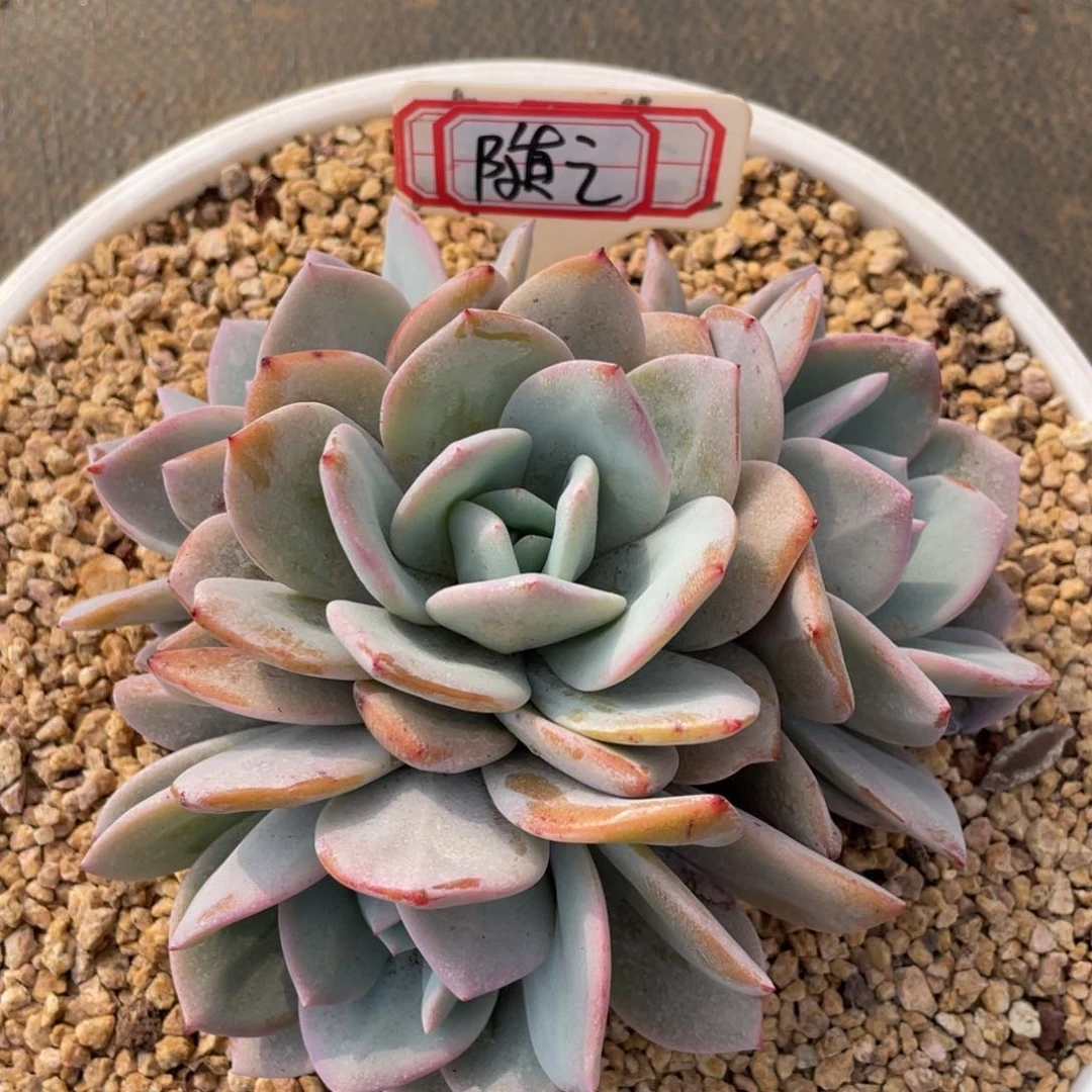 随*姐姐说她真的不是一般