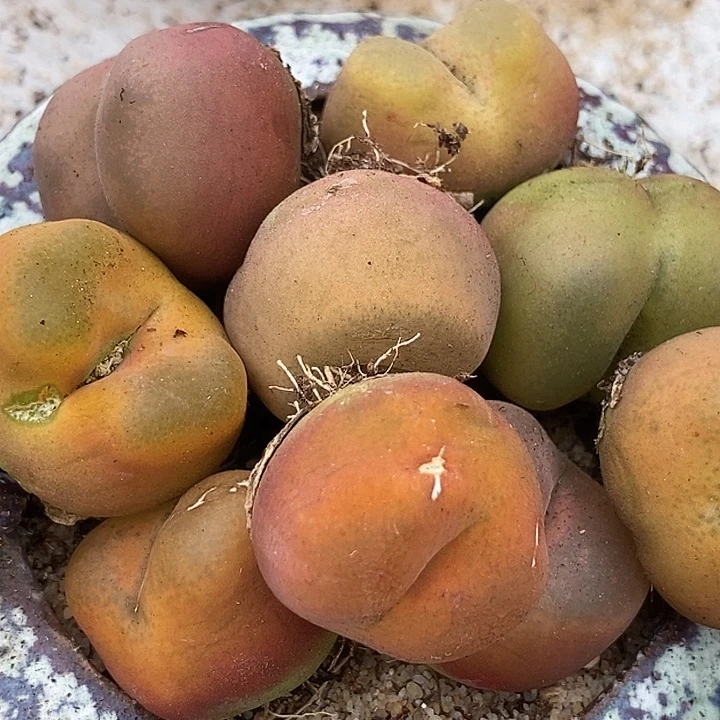 巨大巨大母本一颗有伤