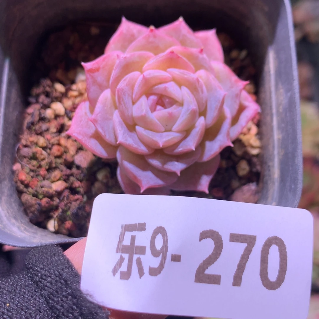乐然 9-270 纯爱单头