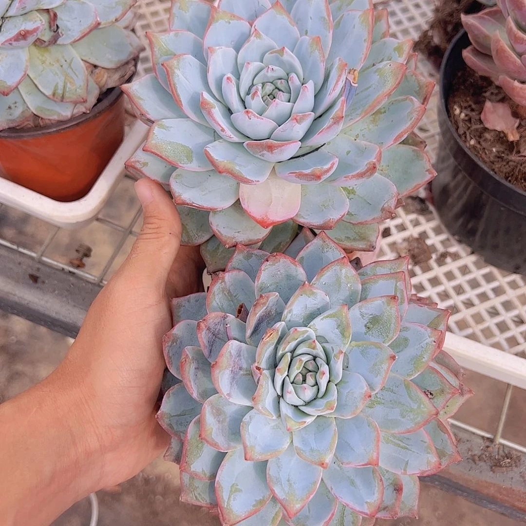 粉蓝鸟大单头精品老桩二盆