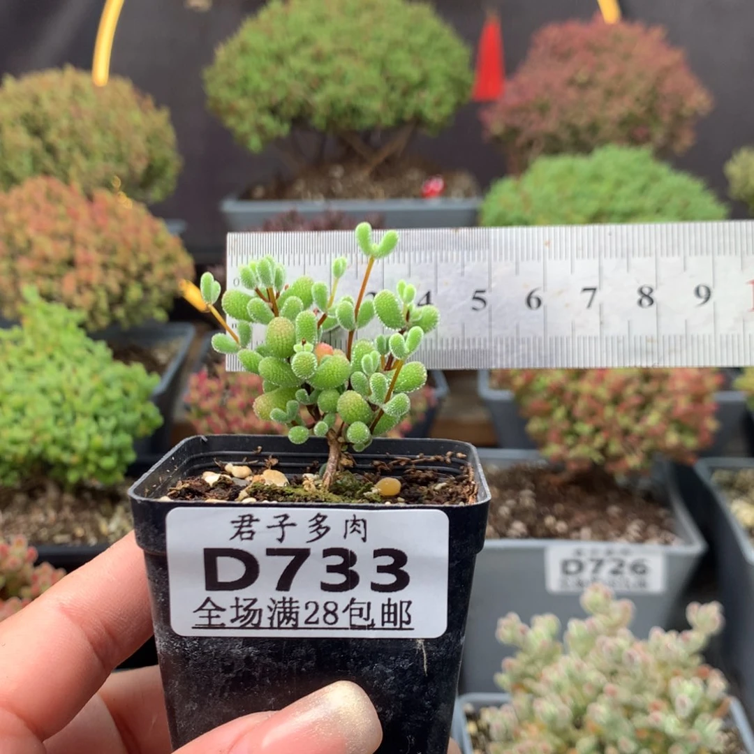 733翡翠。