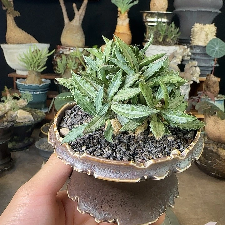 一物一拍图拉大戟290