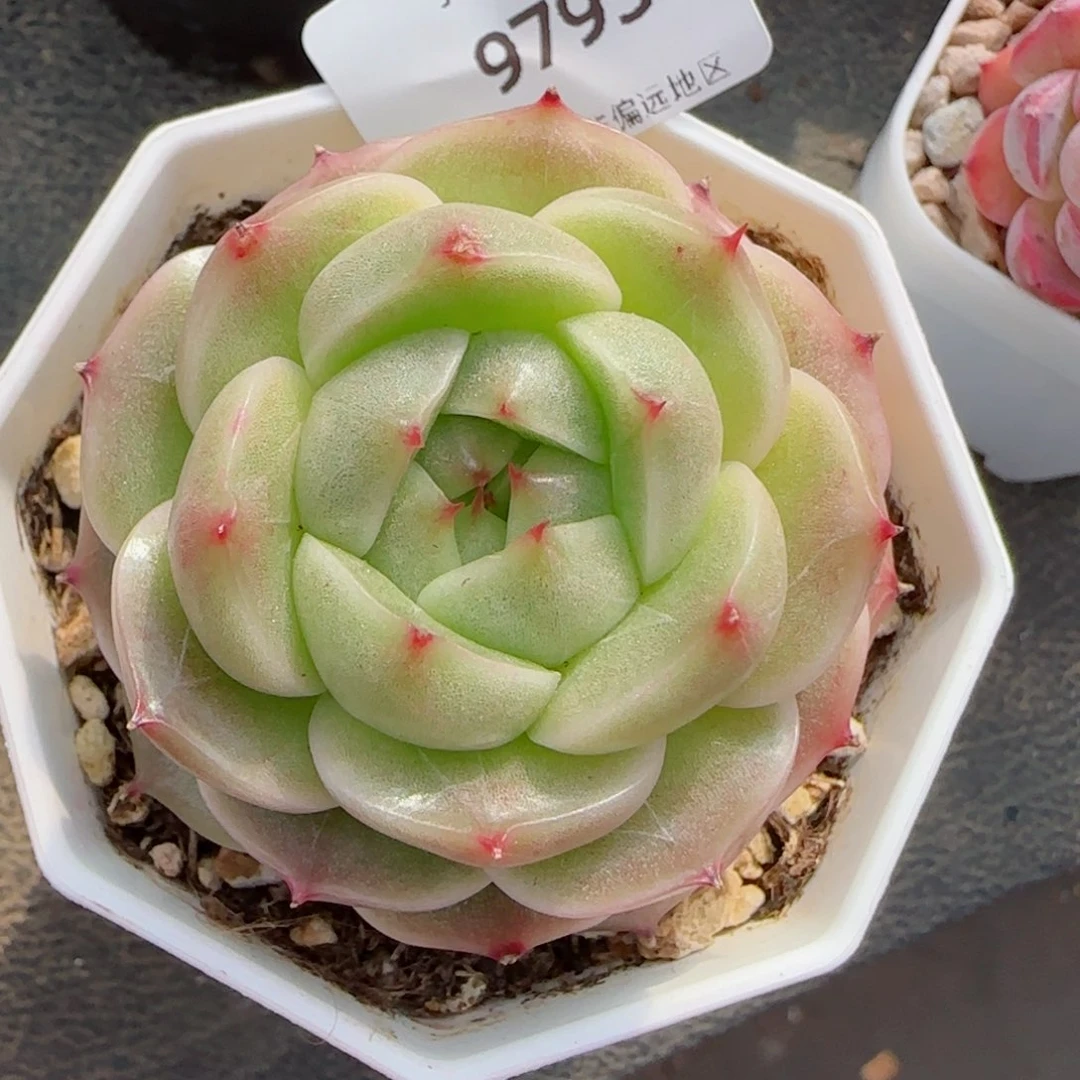 绿包子，9795多肉