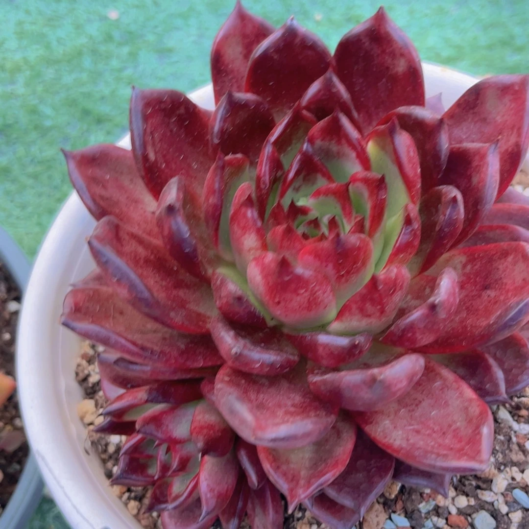 红毒04147多肉植物