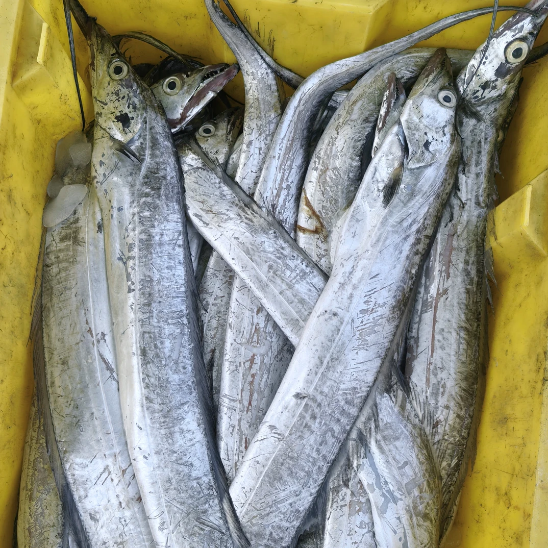 海捕青岛带鱼，3/4两/条，4斤净重，速冻12条左右，破肚，介意勿拍