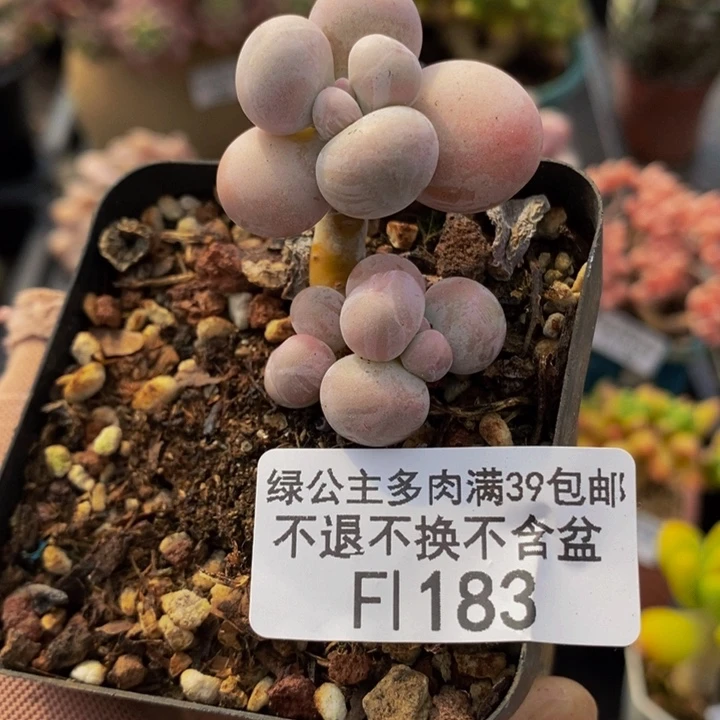 橙奶183多肉植物
